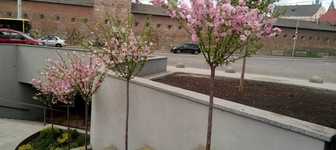 На площі Митній висадили квіти (фото) На площі Митній висадили квіти (фото)