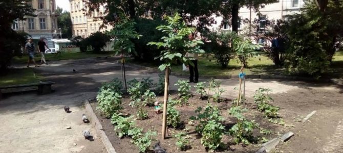 В історичному центрі Львова на клумбі вирощують картоплю (фото) В історичному центрі Львова на клумбі вирощують картоплю (фото)