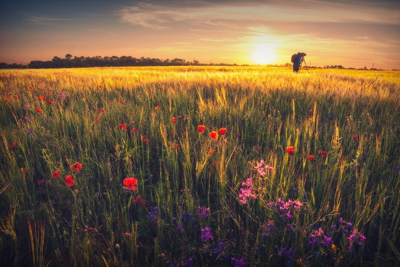 У пшеничному полі фото: Віталій Башкатов