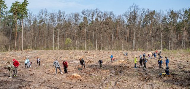 На Львівщині встановили національний рекорд з висадки дерев На Львівщині встановили національний рекорд з висадки дерев