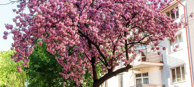 До Львова на сакури: 12 локацій для квітучих фотосесій До Львова на сакури: 12 локацій для квітучих фотосесій
