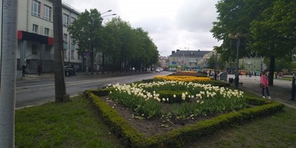 «Юнак змусив саджати поцуплені тюльпани чоловіка у центрі Рівного» «Юнак змусив саджати поцуплені тюльпани чоловіка у центрі Рівного»