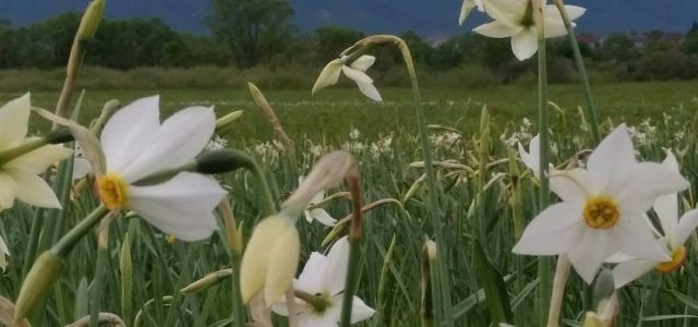 На Закарпатті зацвіла Долина нарцисів (фото) На Закарпатті зацвіла Долина нарцисів (фото)