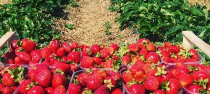 «За два тижні я заробляю 14 тисяч гривень» – яворівчанка про роботу в Польщі «За два тижні я заробляю 14 тисяч гривень» – яворівчанка про роботу в Польщі