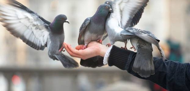 У Львові заборонили годувати голубів У Львові заборонили годувати голубів