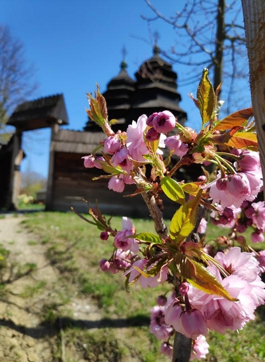 Великоднє диво: у Шевченківському гаю вперше заквітли сакури