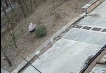 Львів’янка безсоромно вирвала з корінням дорогі куші в Парку культури