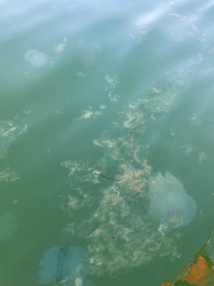 В Азовському морі багато водоростей і медуз