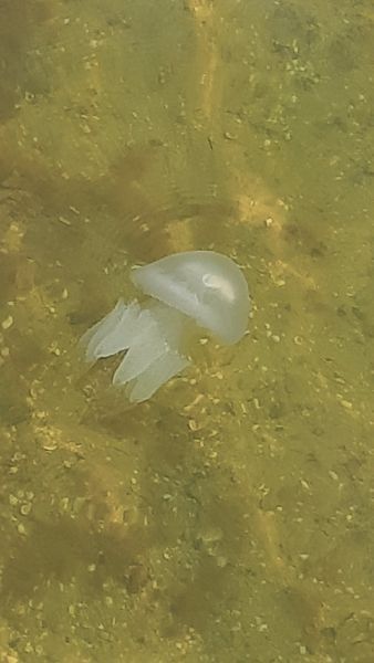 На Молочному лимані помітили медуз