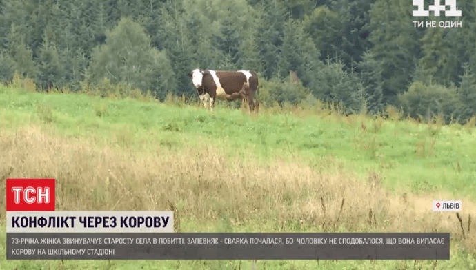 Корова Малина.