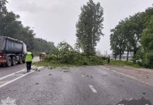 На Львівщині вирує негода, падають дерева