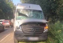 На Львівщині водій мікроавтобуса на смерть збив червонокнижного лося