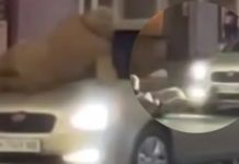 В Одесі легковик збив військового з протезом ноги та втік: у Патрульній поліції прокоментували