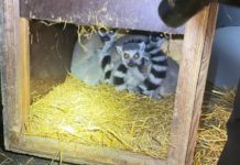 Поляк пропонував львівським прикордонникам хабар, щоб вивезти з України лемурів та екзотичних птахів