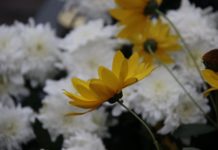 Львівщина 30 січня попрощається з трьома загиблими Героями