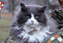 Жителька Волині мобілізувалася до війська разом із котом: не було з ким залишити вдома