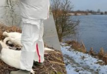 У річці на Львівщині знайшли 38 загиблих лебедів: там встановили буферну зону