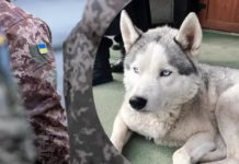 Вірність, яку не зламати: у Чернівцях хаскі щодня чекає господаря, якого мобілізували