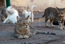 Двірник заплатить штраф за бійку з львів’янином через кота