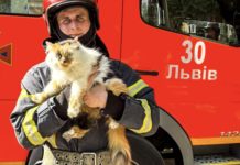 У Львові вогнеборці з пожежі врятували двох котів