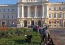 У Львові висадять 155 тис. тюльпанів