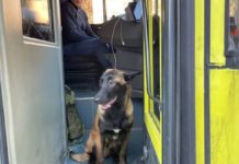 У Львові водій автобуса впустив собаку в кабіну, щоб той зігрівся